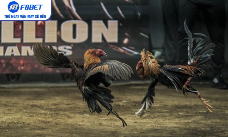 Vì sao đá gà cựa dao trên F8BET cuốn hút bet thủ?